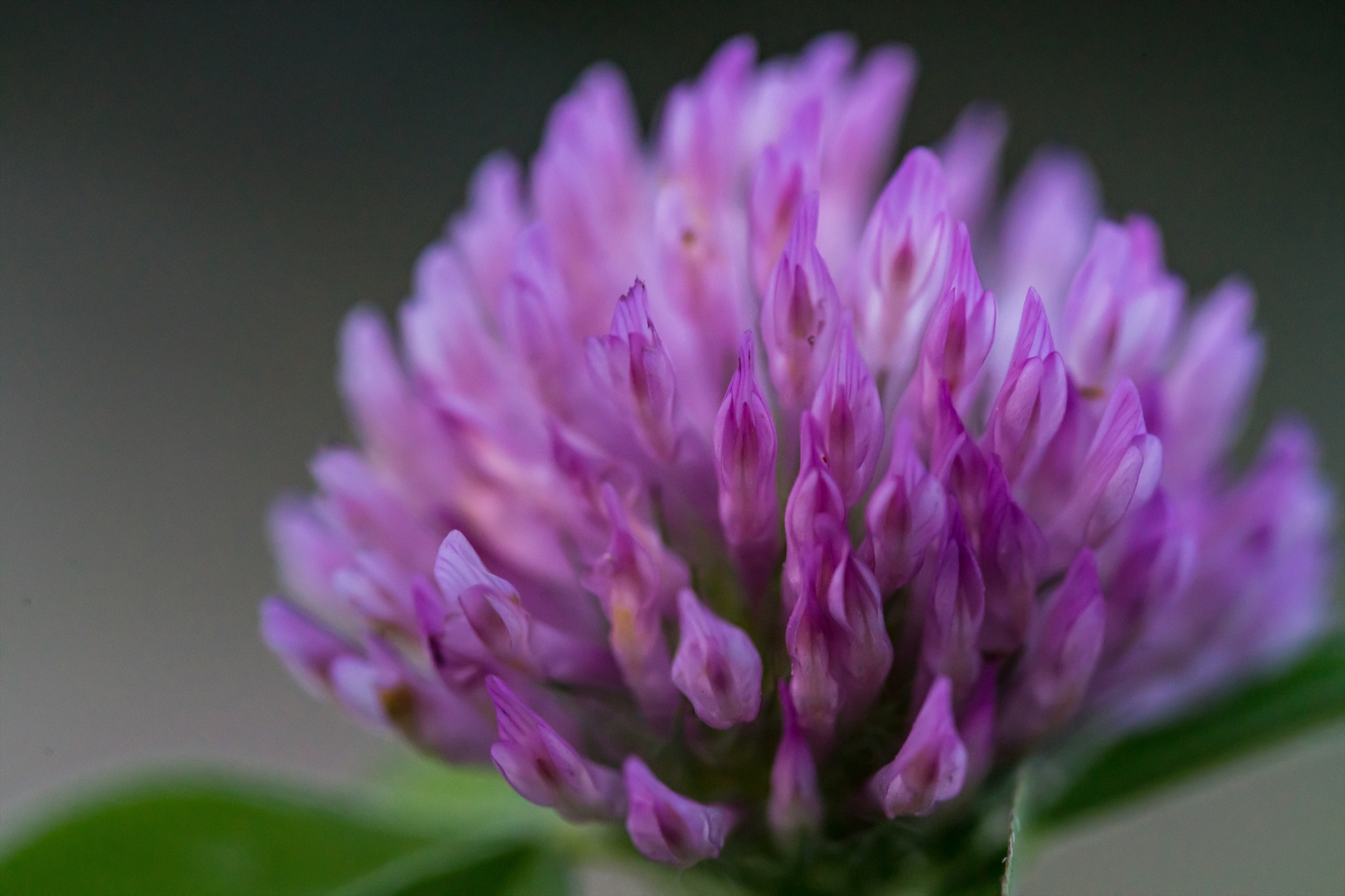 Contax N Makro-Sonnar 2.8/100mm | No Surprises