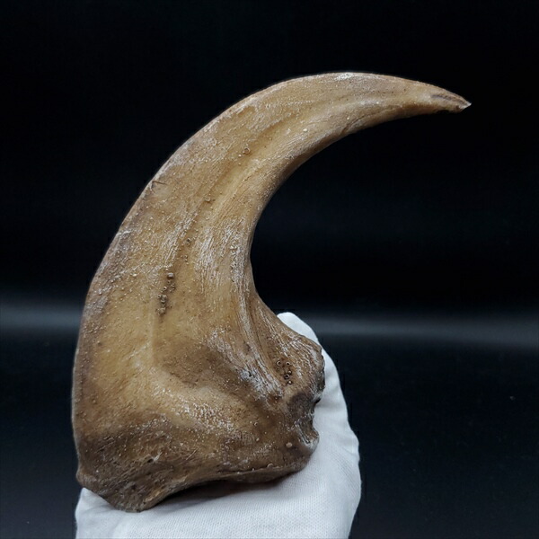 楽天市場】恐竜 爪 化石の通販