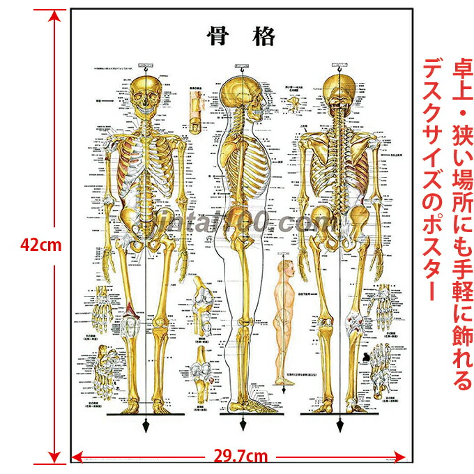 楽天市場】骨格 医学ポスター J8943 医学掛図 医学チャート 人体