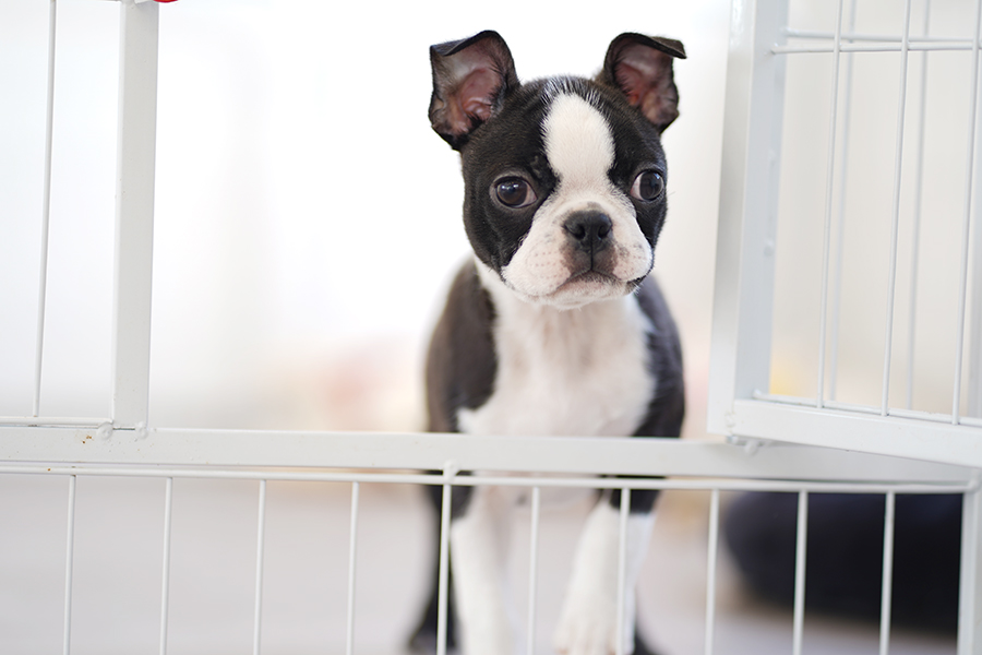 BT20230904m3【ボストンテリア】詳細｜WANLINE