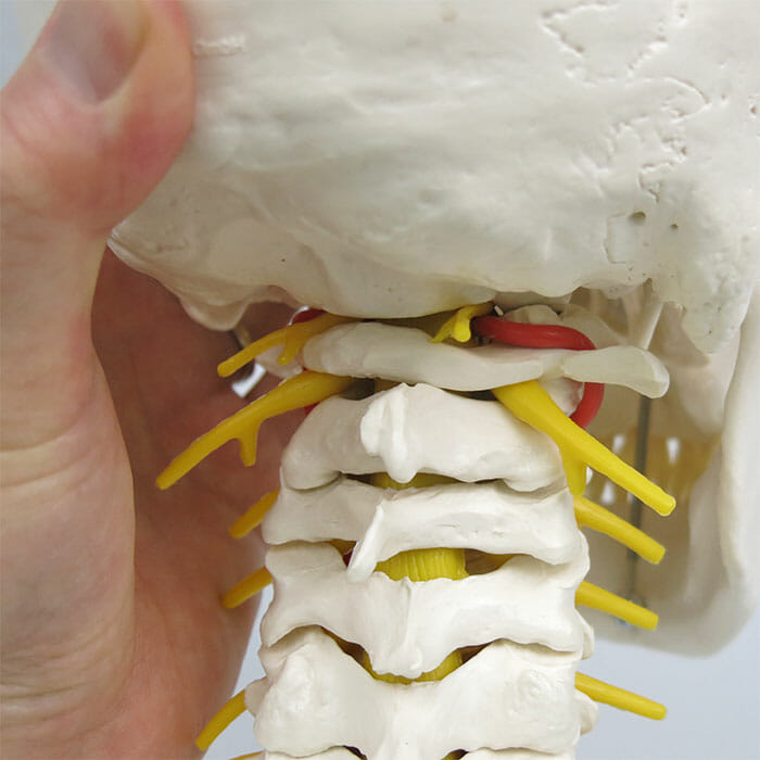 頭蓋，頚椎付，4分解モデル | 日本スリービー・サイエンティフィック