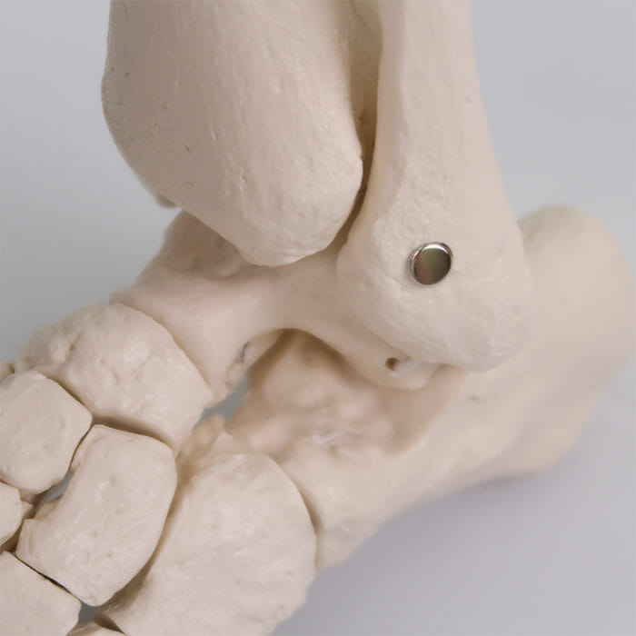 足の骨モデル，脛骨・腓骨付，エラスティックコードつなぎ | 日本