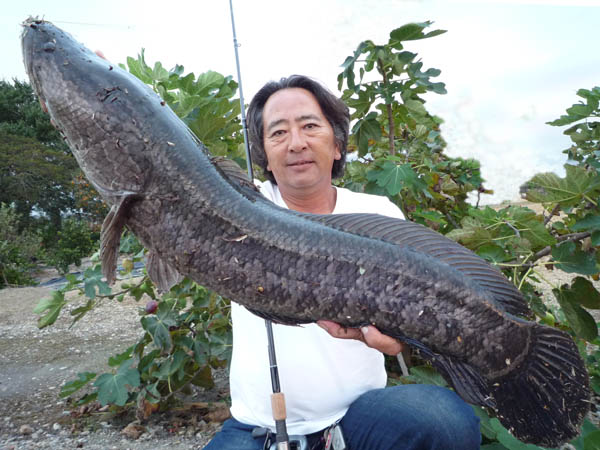 ANACONDA | SNAKE HEAD | FINESSE