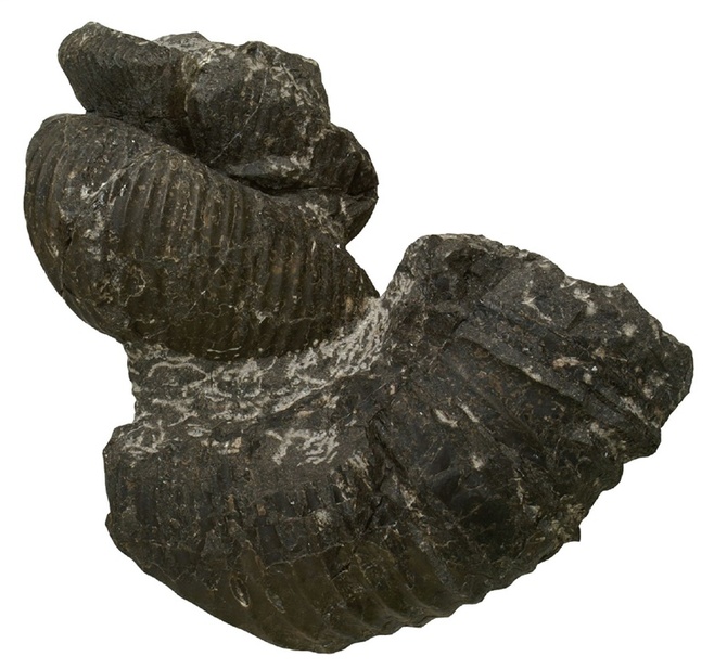 新種のアンモナイトの復元図。殻には二枚貝が付着している（いのちの