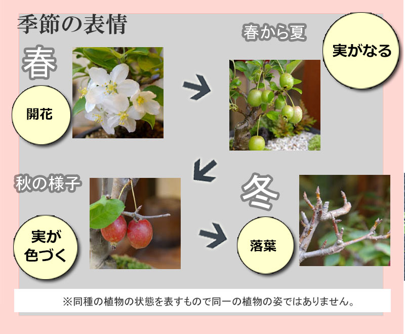 2025年実終了、現在裸樹】小さなリンゴの木・花も楽しめます【姫林檎