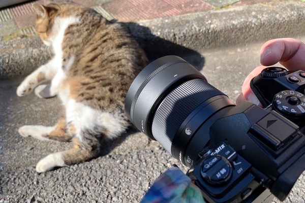 ASCII.jp：シグマの新型レンズ「56mm F1.4 DC DN」は猫撮り必携レンズ