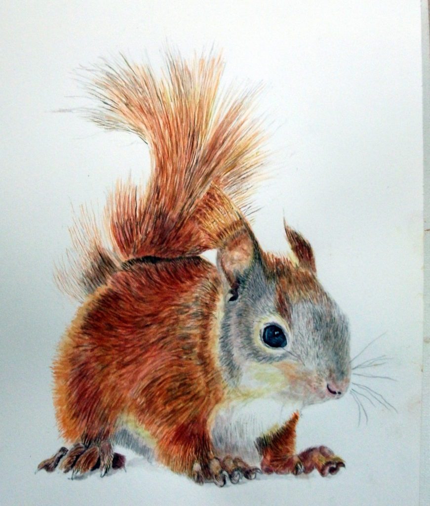 透明水彩で赤リスを描く方法 - 透明水彩で描く細密画 | Art JP Watercolor