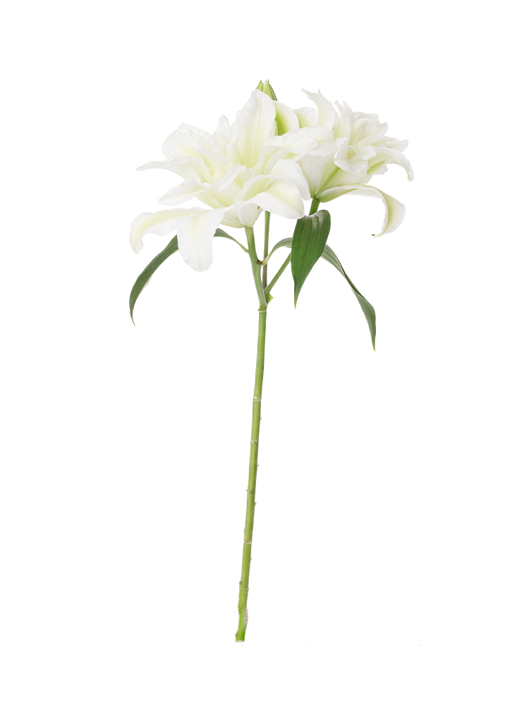 生花】ユリ(オリエンタル) アイシャ【白/90cm/高知県】｜Flower Smith