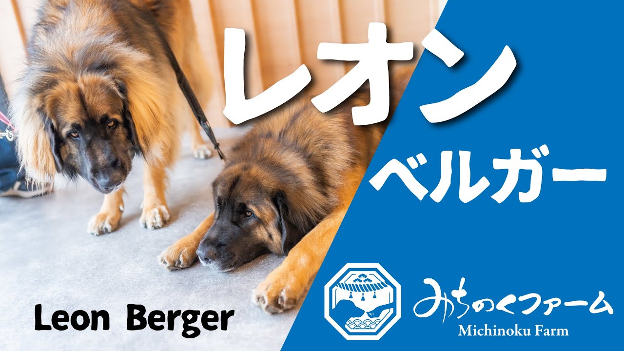 レオンベルガー】超大型犬を多頭飼いっ！【LeonBerger】 - YouTube
