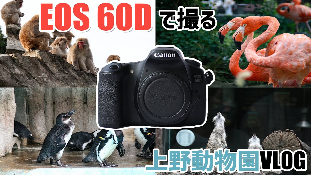 VLOG】EOS60Dを持って上野動物園に行ってきた~canon/Zoo~ - YouTube