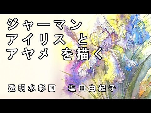 Transparent watercolor painting] Drawing German irises and