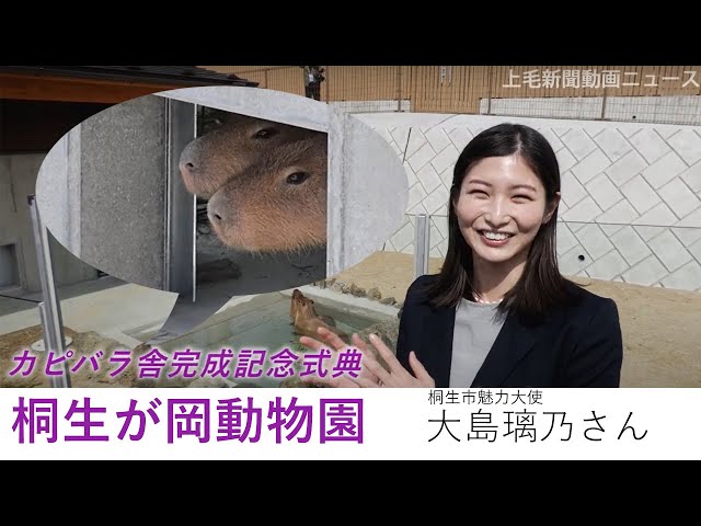 A capybara suddenly appears 👀 Runo Oshima (Kiryu City Charm