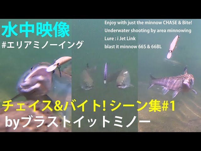 水中映像】エリアミノーイング チェイスアンドバイト！シーン集 by