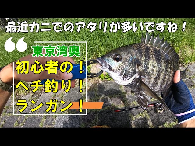 ヘチ釣りダイワ新竿 小継飛竜2-33MP -N入魂！最近カニでのアタリが多い