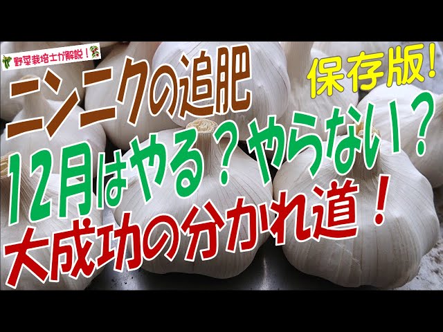 12月にニンニクの追肥は必要？不要？地域別の正しい判断方法を分かり