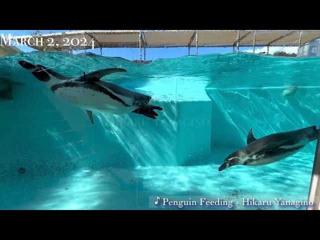 Humboldt Penguin 高速トビウオジャンプのフンボルトペンギン March 2