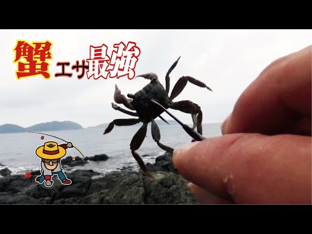 The best crab bait from the rocks next to the fishing port