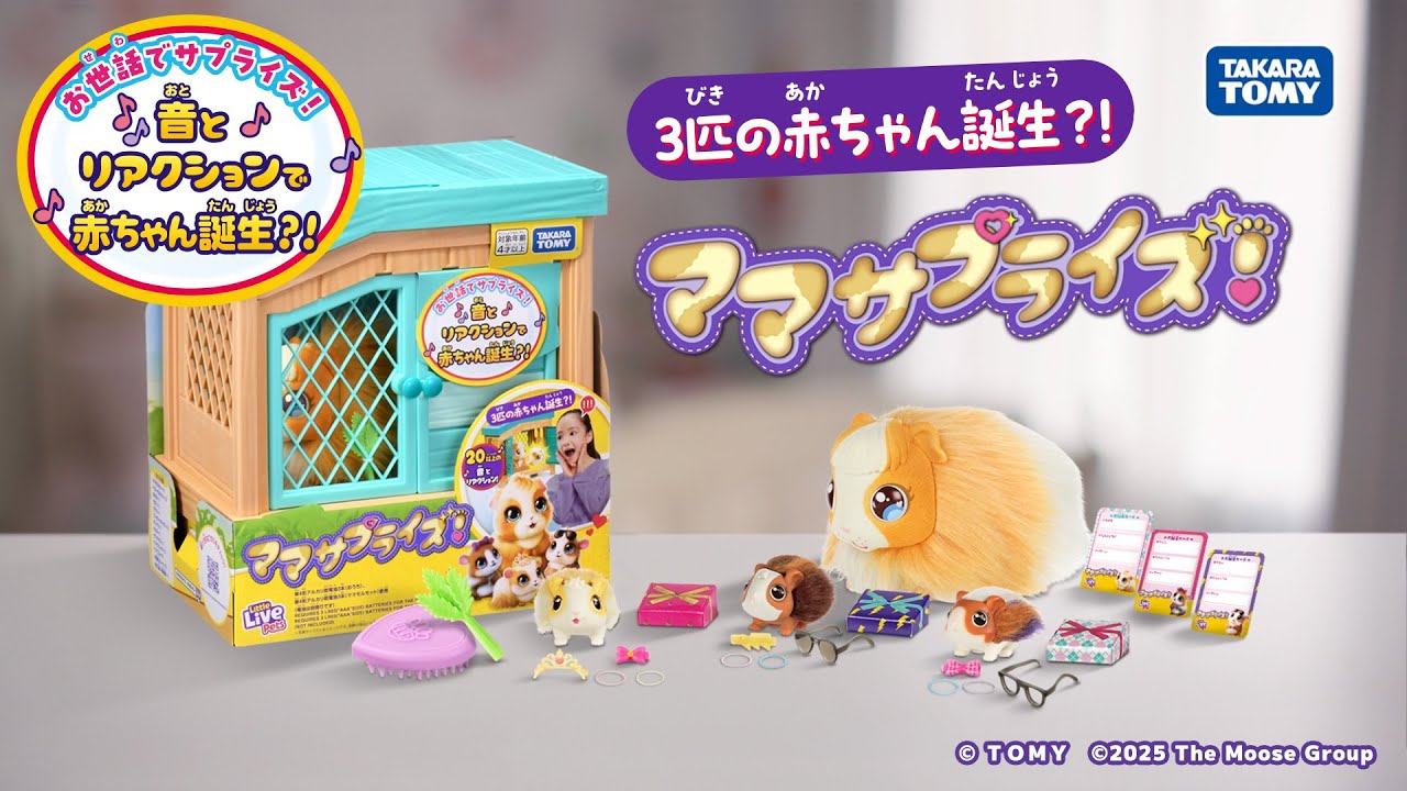 ママモルモットのお世話をすると、かわいい赤ちゃんたちが誕生