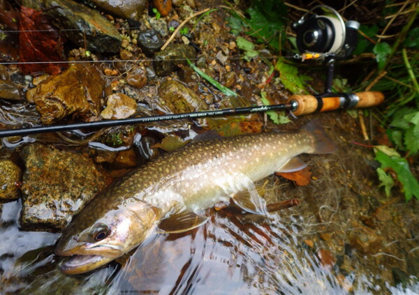 HEDGEHOG STUDIO/ヘッジホッグスタジオ] カーディナル特集ページ