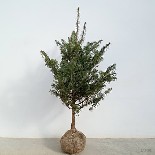 園芸ネット本店｜もみの木（モミノキ）：ウラジロモミ樹高80～90cm根