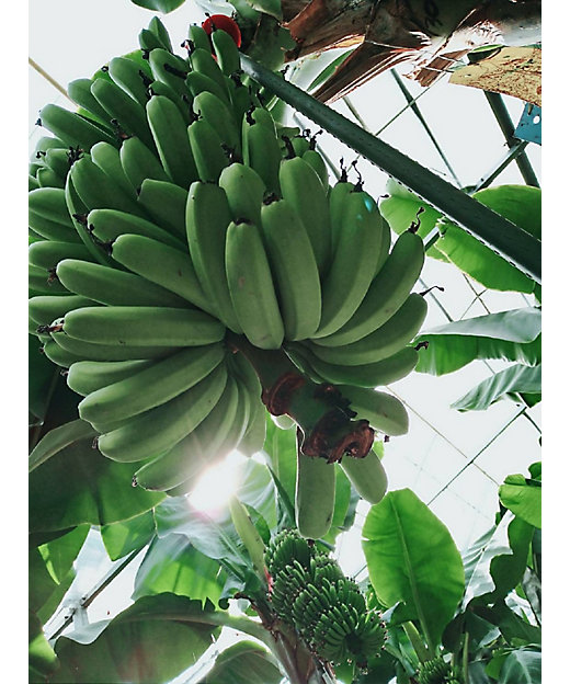 ☆【産直】バナナ5箱セット（宮崎県産） | 宮崎/NEXTファーム宮崎