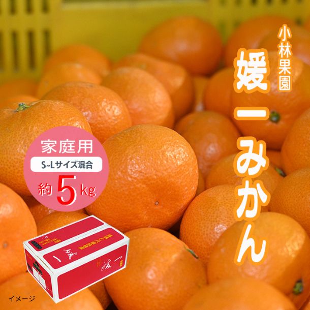愛媛県産「媛一みかん 家庭用 S～Lサイズ混合」約5kgのお得通販