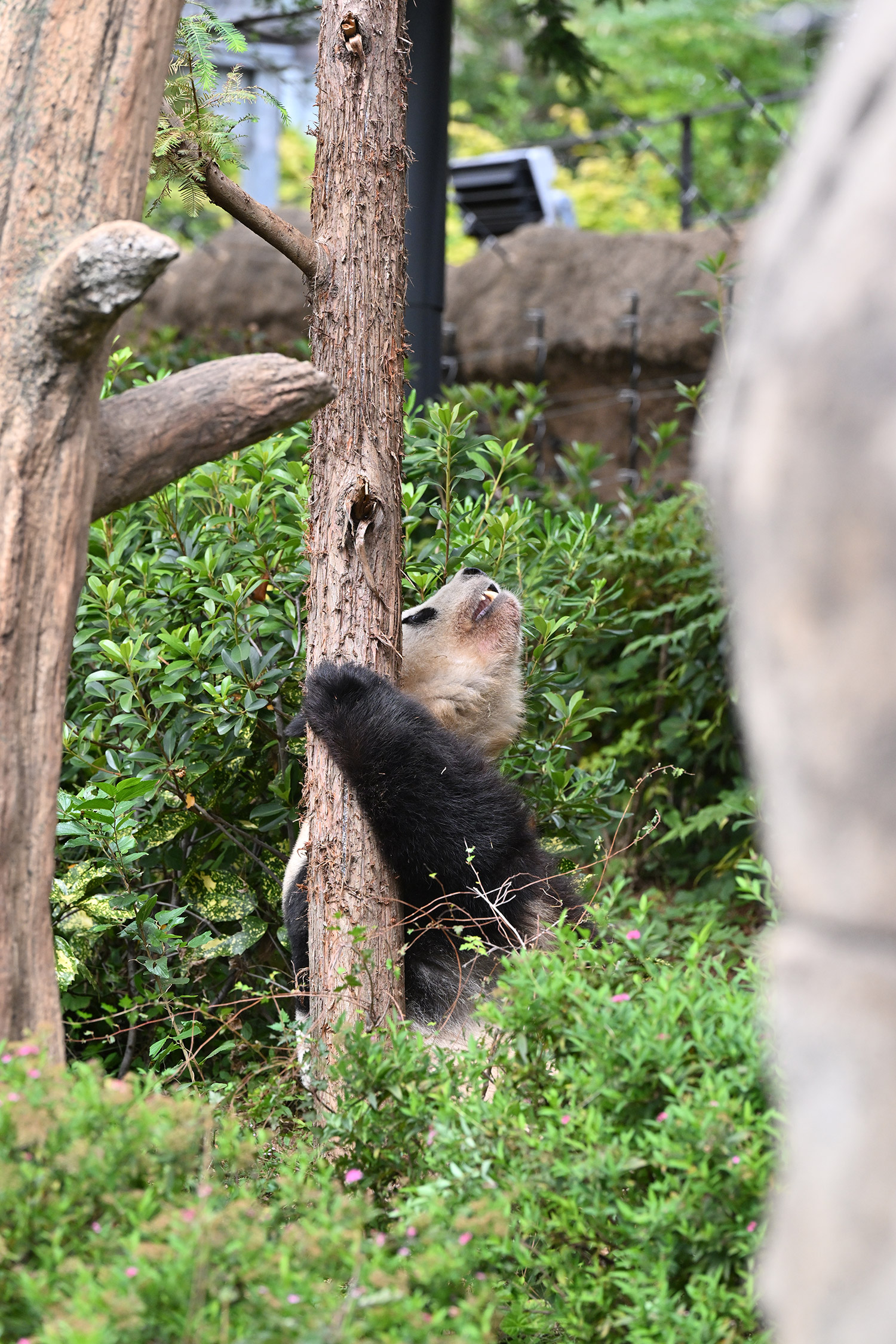 今日のパンダ（3973日目）
