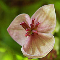 アケビ Akebia quinata アケビ科 Lardizabalaceae アケビ属 三河の植物観察