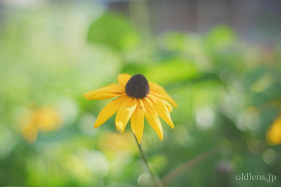 Hexanon AR 57mm F1.4 Review作例 KonicaヘキサノンARマウントの銘玉