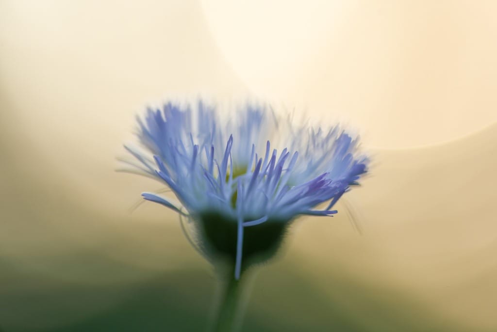 TAMRON SP 90mm F2.8 Di MACRO 272E レビュー作例 タムキュー等倍