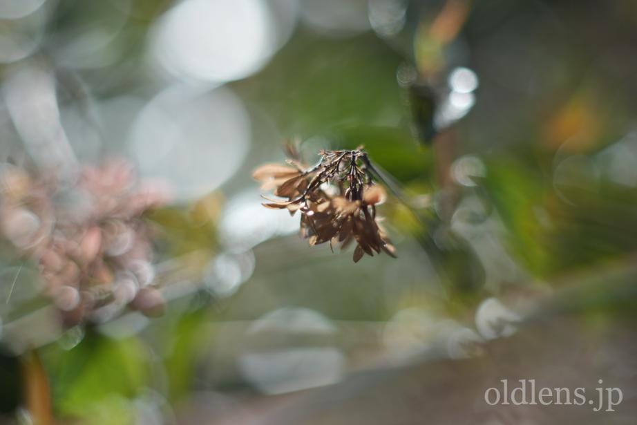 Canon Lens FL 50mm f1.4Ⅱ 第二世代Review作例 キャノン銘玉 激安