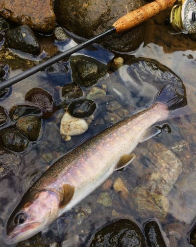 フライフィッシング情報byクレオール －1