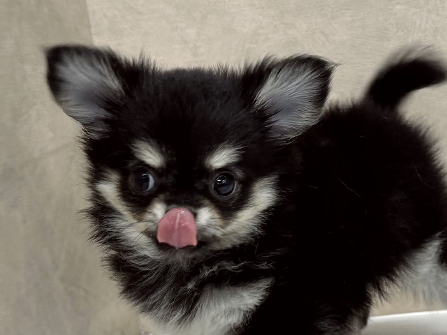 チワワ 八王子多摩美大前店 │ペッツファースト公式サイト