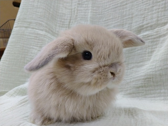 251202hl1 | 埼玉東京のうさぎ専門店ラビファー埼玉東京のうさぎ専門店