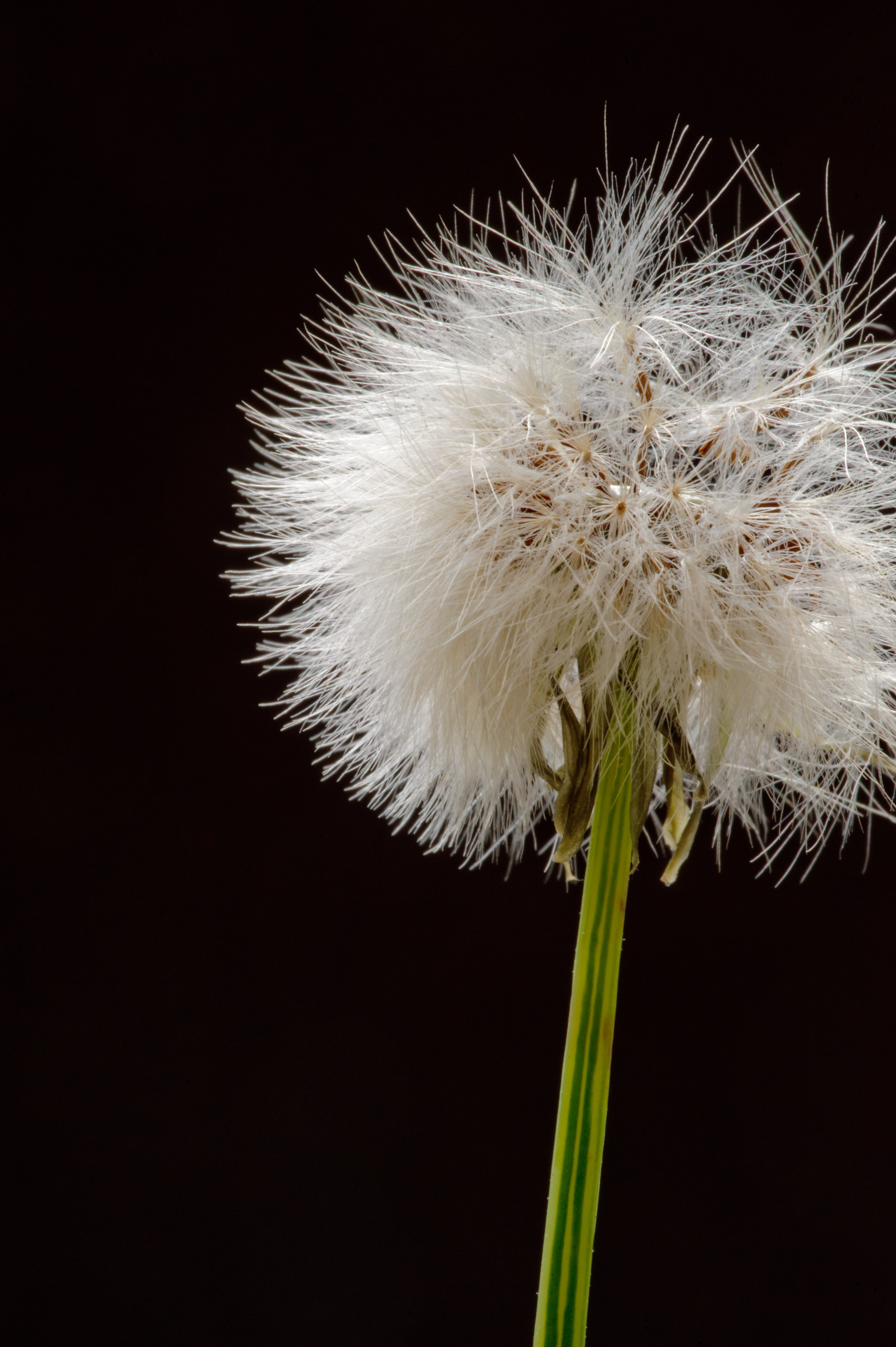 Jeffrey Friedl's Blog » Cosina Voigtländer Macro APO-Lanthar 125mm