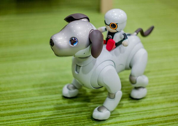 レビュー】SONYの犬型ロボット「aibo（アイボ）」と散歩行ってきた