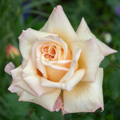 ゴールデン ドーン｜バラ苗の通販の篠宮バラ園