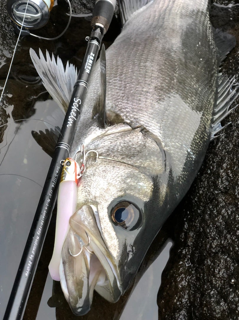 ZENITH schelm (ゼニス シュレム)1102m | TO THE BEST ROCKY SHORE