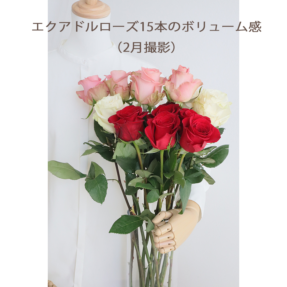 直前!】大輪エクアドルローズ フリーダム(赤)70cm 【生花】 - 花材通販