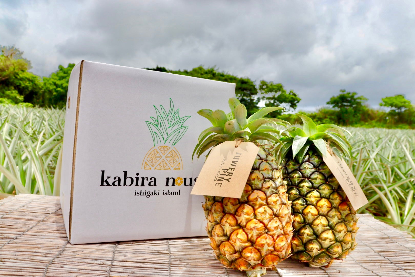 石垣島産「極上パイナップル」第二弾！甘くてジューシーな果肉が貴方を